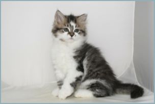 Female Siberian Kitten from Deedlebug Siberians